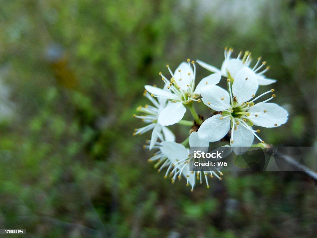 wild flowers 2015 Stock Photo