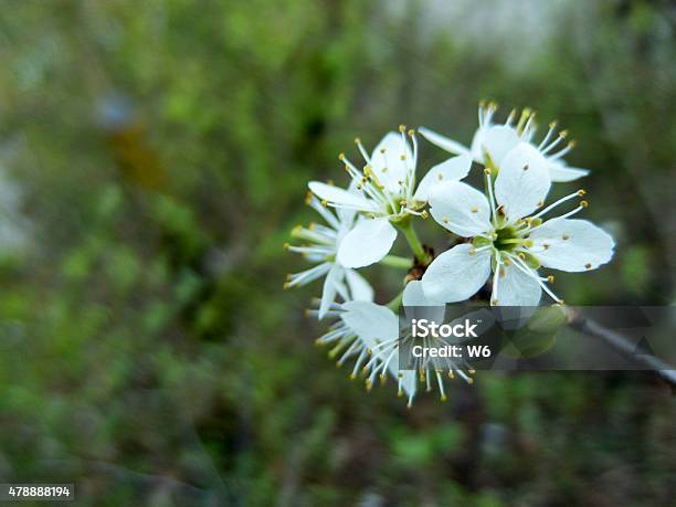 Wild Flowers Stock Photo - Download Image Now - 2015, Agricultural Field, Beauty In Nature