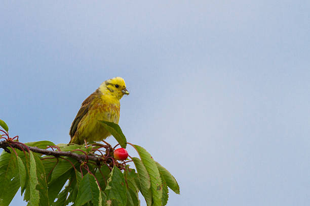A juvenile Yellowhammer perched in the middle of green leaves during autumn migration in rural Estonia, Northern Europe