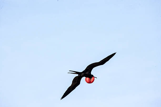 istock Male Frigate in flight 478891319