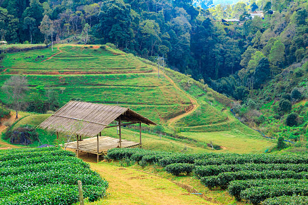 istock Tea plantation in the Doi Ang Khang, Chiang Mai, Thailand 478892110