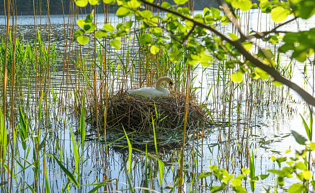 istock White swan on the nest 478892202