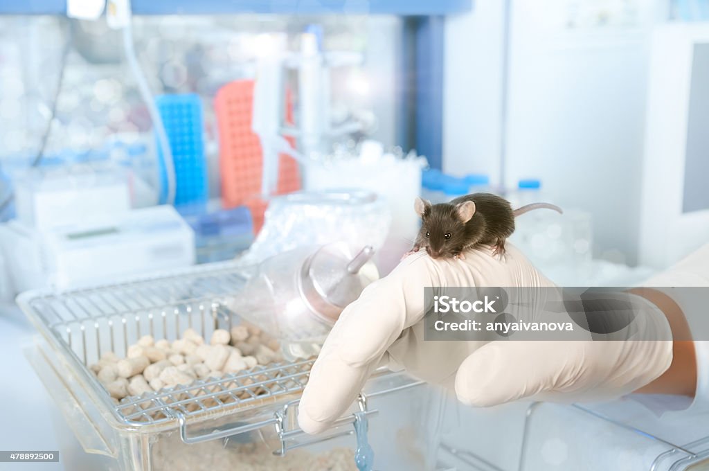 Brown laboratory mouse Brown laboratory mouse sits on gloved male hand in laboratory setting, scientific background, shallow DOF, focus on the mouse and parts of the glove, space for your text Mouse - Animal Stock Photo
