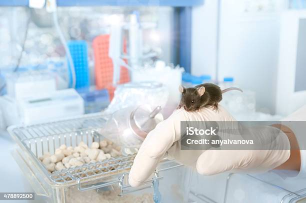 Brown Laboratory Mouse Stock Photo - Download Image Now - Mouse - Animal, Laboratory, Brown