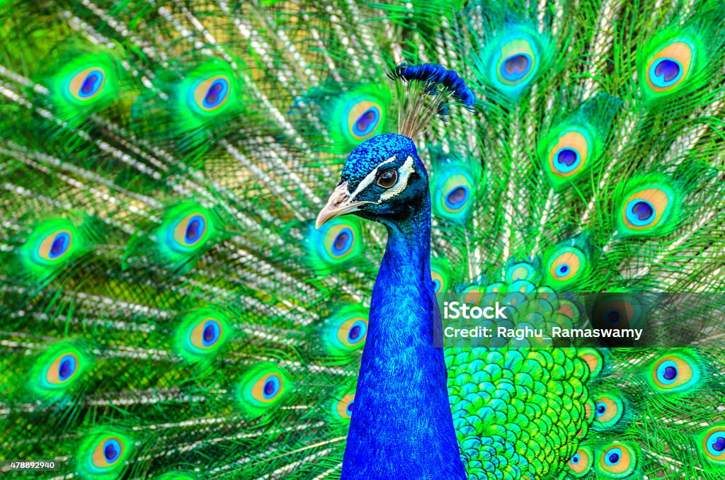 Peacock (Pavo cristatus) Colorful display of Feathers 2015 Stock Photo