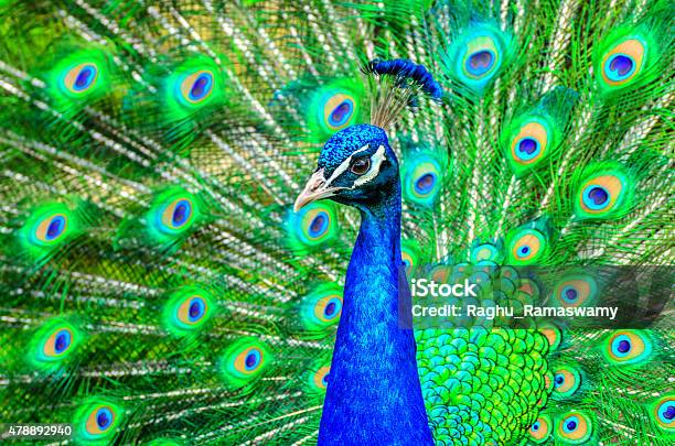 Peacock Stock Photo - Download Image Now - 2015, Abstract, Animal