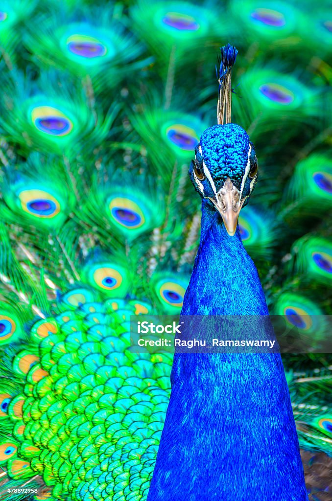 Peacock (Pavo cristatus) Colorful display of Feathers 2015 Stock Photo