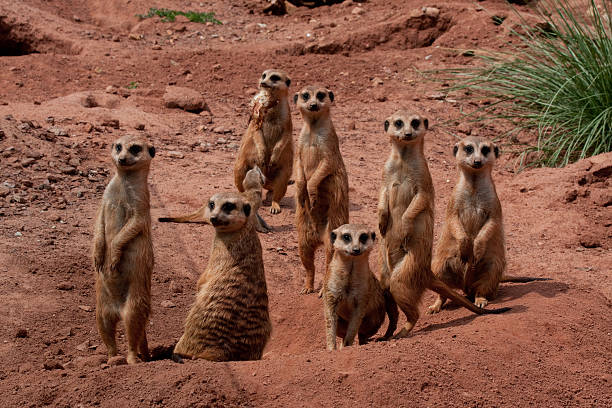 istock Group of meerkat 478896504