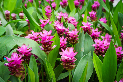 Photo of Curcuma alismatifolia blossom in Thailand.