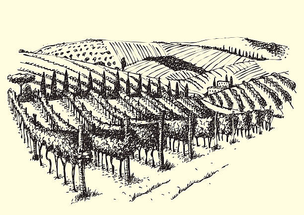 illustrations, cliparts, dessins animés et icônes de superbe vue sur le vignoble dans la vallée. - plante grimpante et vigne illustrations