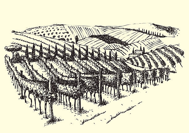 piękny widok winnic w dolinie. - winery stock illustrations