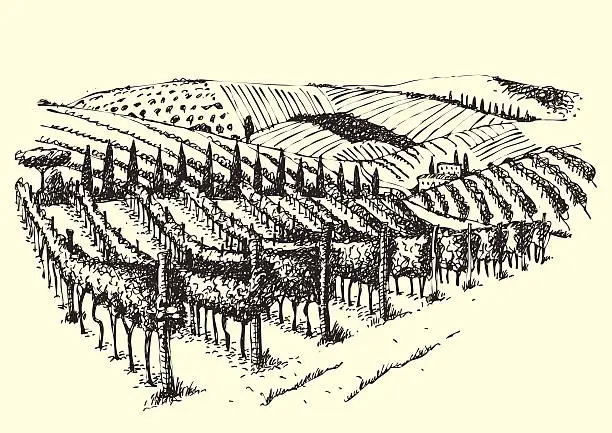 Vector illustration of Beautiful Vineyard View In The Valley.