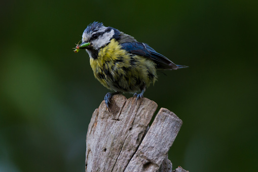 Blaumeise years. Parus caeruleusBlaumeise lat. Parus caeruleus