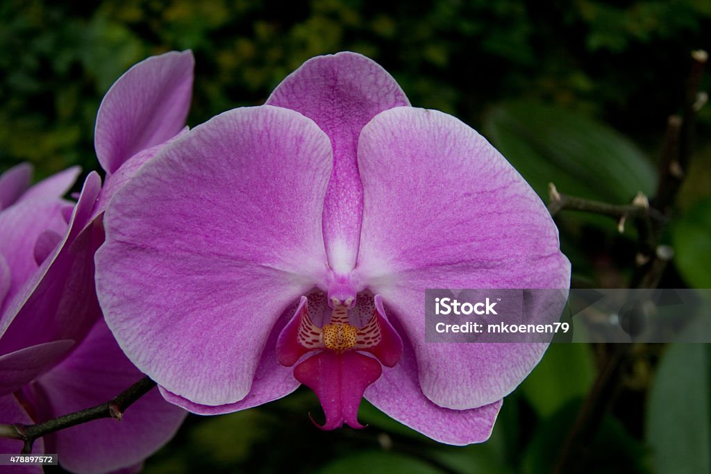 Orchid bloom Orchid bloom in purple 2015 Stock Photo