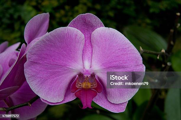 Orchid Bloom Stock Photo - Download Image Now - 2015, Decoration, Flower