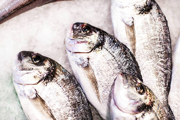 Fresh fish on ice on the market. Dorado on white