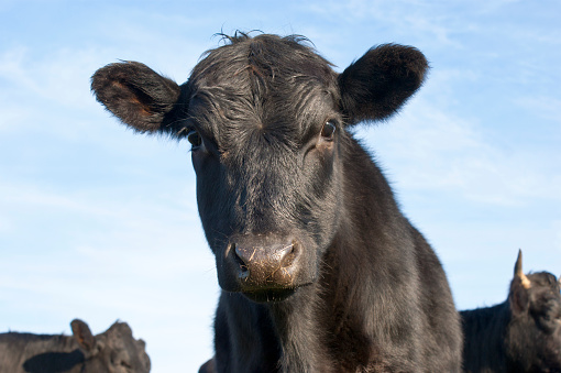 A curious Aberdeen Angus calf looks at the camera.