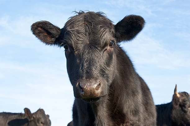 Curious Calf A curious Aberdeen Angus calf looks at the camera. aberdeen scotland photos stock pictures, royalty-free photos & images