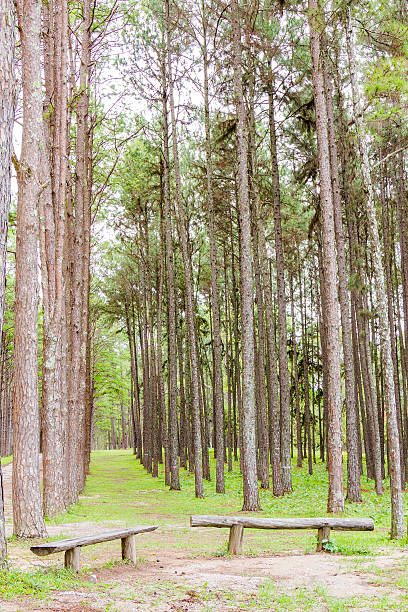 istock Pine Garden at Chiang Mai Thailand 478901338