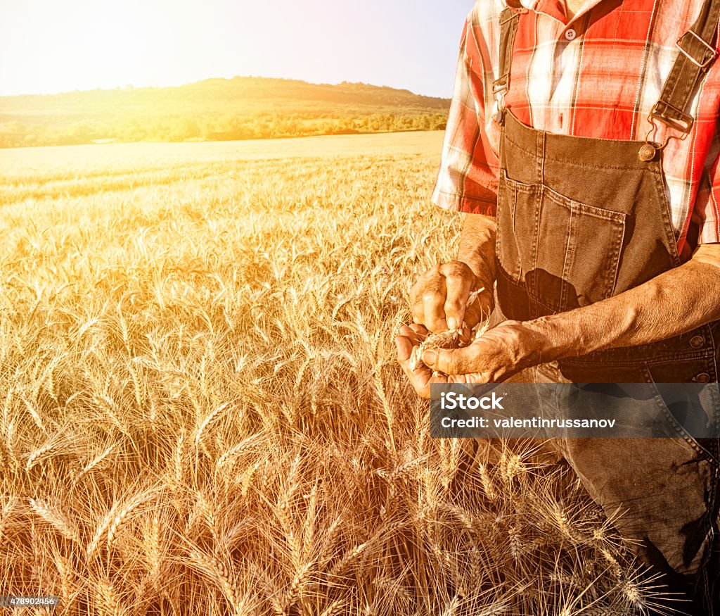 Farmer over looking the success of his crops 2015 Stock Photo