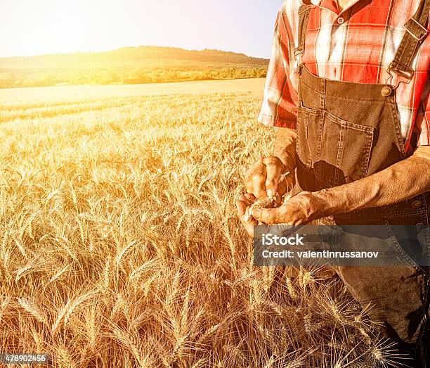 Farmer Over Looking The Success Of His Crops Stock Photo - Download Image Now - 2015, Achievement, Adult
