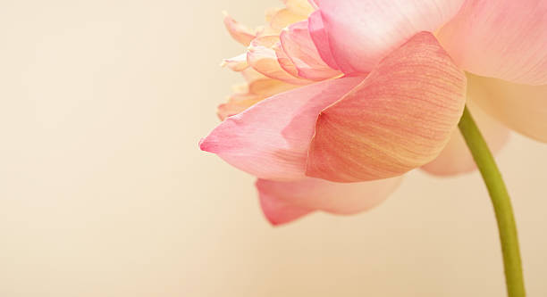 istock pink lotus in soft color and blur style 478903080