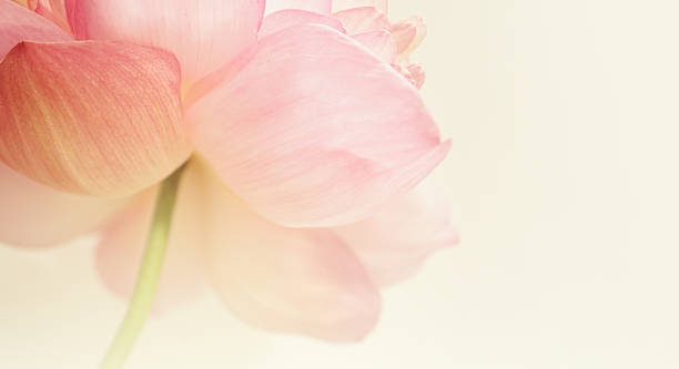 istock pink lotus in soft color and blur style 478903088
