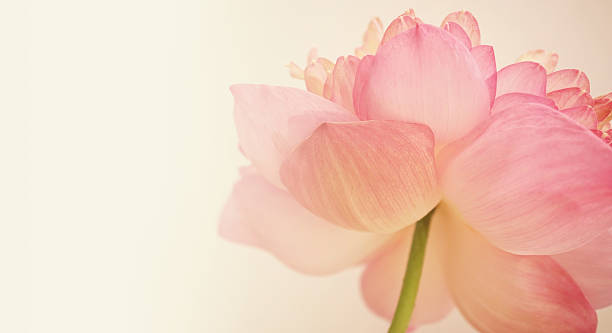 istock pink lotus in soft color and blur style 478903090