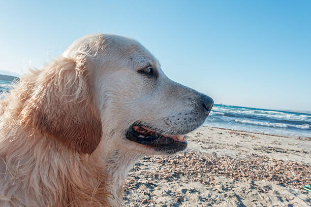 istock Golden Retriever on the beach 478903278