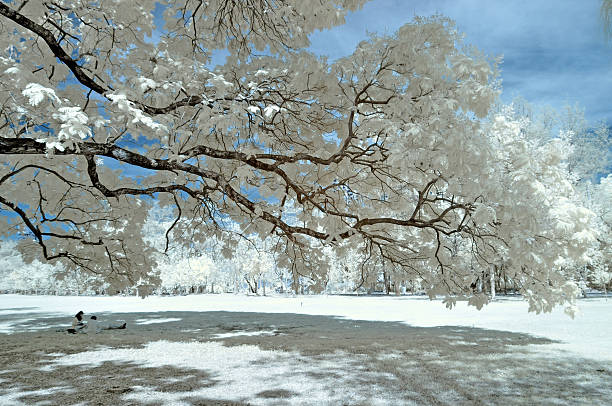 istock relax under the tree,taken in Near Infrared 478906080