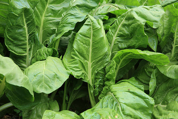 istock sliverbeet grow in vegetable garden 478906232