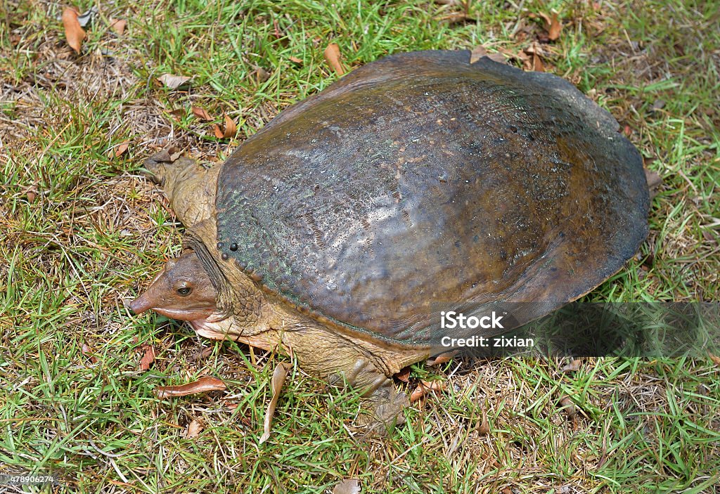 Pa Soft Shell Turtle Florida Soft Shell Turtle Stock Photo - Download Image Now - 2015 ...