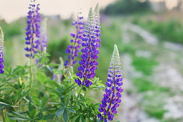 istock summer meadow with wild lupine flowers on the sunset light 478906746