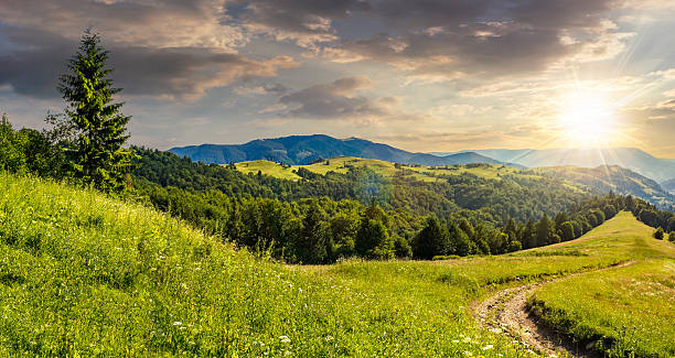 istock coniferous forest on a  mountain top at sunset 478907246