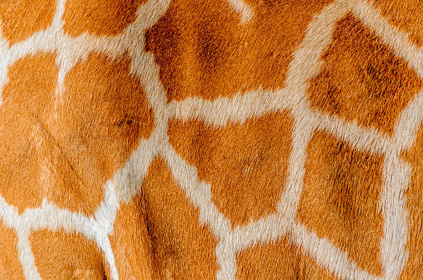 istock Closeup shot of Giraffe 478907572