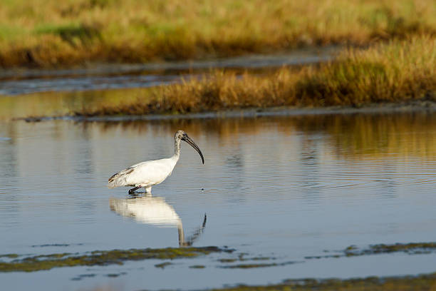 istock Black-headed Ibis immature in Pottuvil, Sri Lanka 478912058