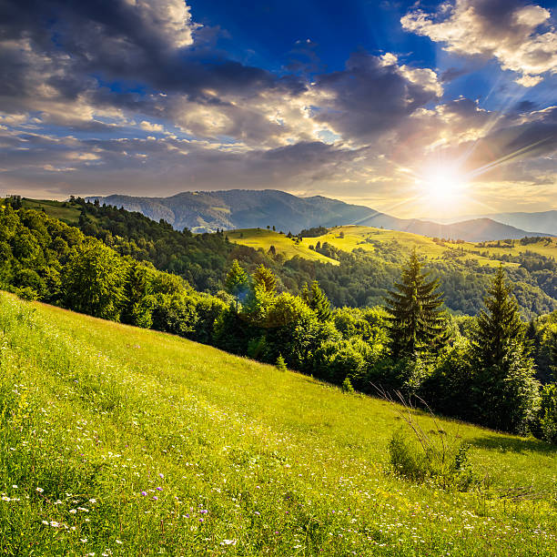 istock coniferous forest on a  mountain top at sunset 478912102