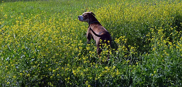A large Staffordshire Terrier stands in a field of flowers and looks out over the valley.