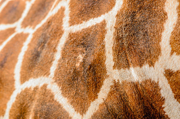 istock Closeup shot of Giraffe 478912252