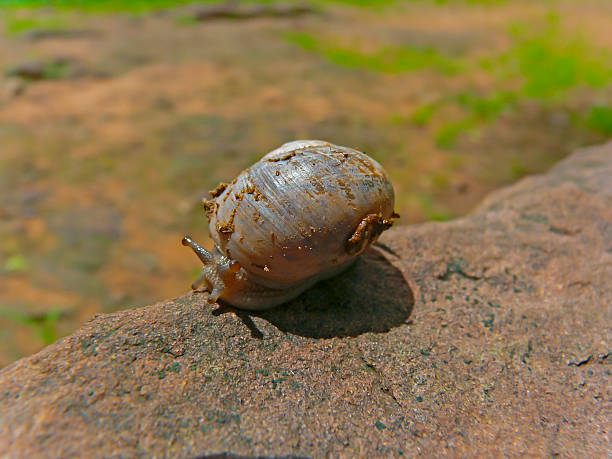 가든달팽이, 헬릭스 aspersa - aspersa 뉴스 사진 이미지