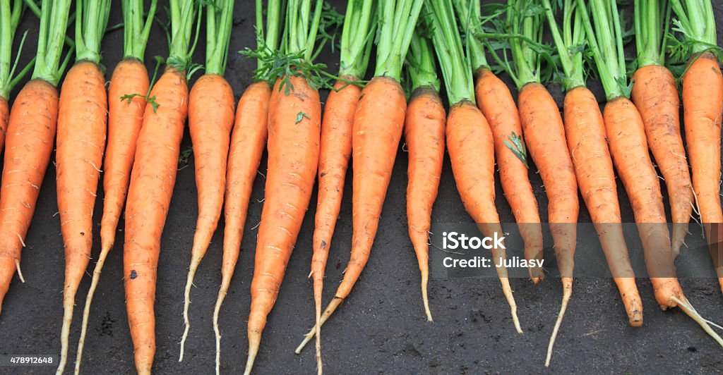 raw fresh carrots with tails on natural background raw fresh carrots with tails on natural background close-up 2015 Stock Photo