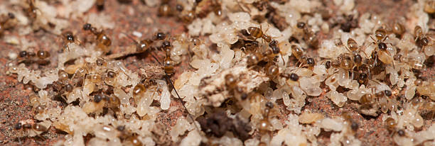 Ant moving pupa by teamwork stock photo