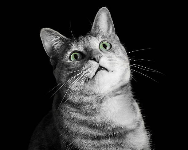istock Horrified Tabby Cat in Black and White with Green Eyes 478913353