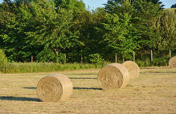 istock Hay bales on the farm 478915608