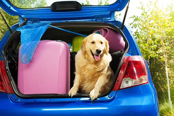 istock Dogs and luggage to go on trip 478917957