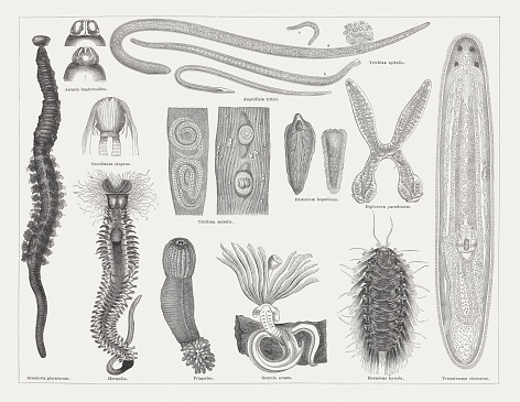 Worms: Giant roundworm (Ascaris lumbricoides), head; Wheatworm (Anguillula tritici); Trichina (Trichina spiralis, or Trichinella spiralis), female (a), male (b) embryo (c); Cucullanus elegans, head; Encapsulated and unencapsulated Trichinella in muscle tissue, Liver fluke (Distomum hepaticum, or Fasciola hepatica); Diplozoon paradoxum; Tubeworm (Hermella); Priapulid worm (Priapulus, or Priapulida); Sowerby (Serpula ornata); Polychaete scale-worm (Hermione hysterix, or Laetmonice hystrix); Tetrastemma (Tetrastemma obscurum, or Tetrastemma ambiguum). Woodcut engraving, published in 1878.