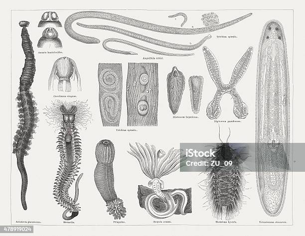 Roundworms Graphics Worms Wood Engravings Published In 1878 Stock Illustration - Download ...