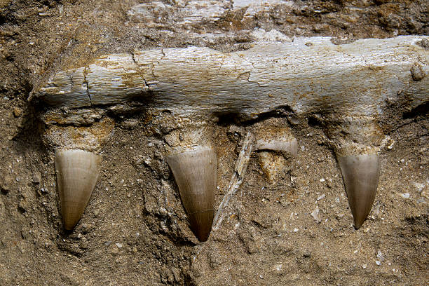 Mosasaur Jaw Bone stock photo