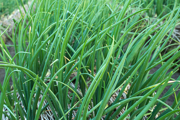 onion plantation stock photo