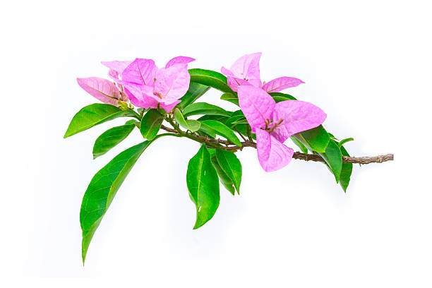 istock Bougainvillea hybrida 478920815